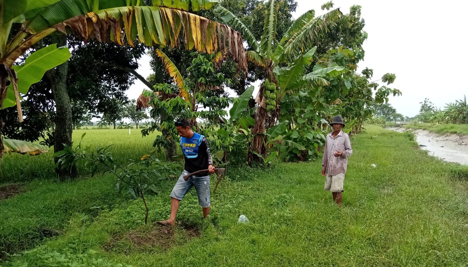 Potensi Pertanian Desa